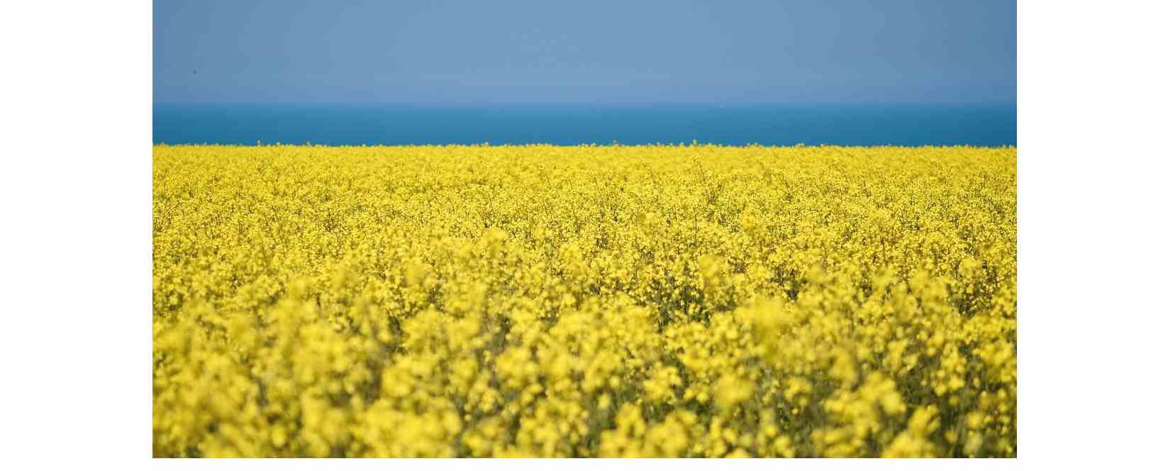 Mustard Oil Mill Business Kaise Start Kare? (Sarso Tel Business Guide 2026)